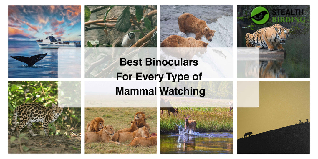 Best Binoculars for Mammal Watching: From Deer and Foxes to Whales