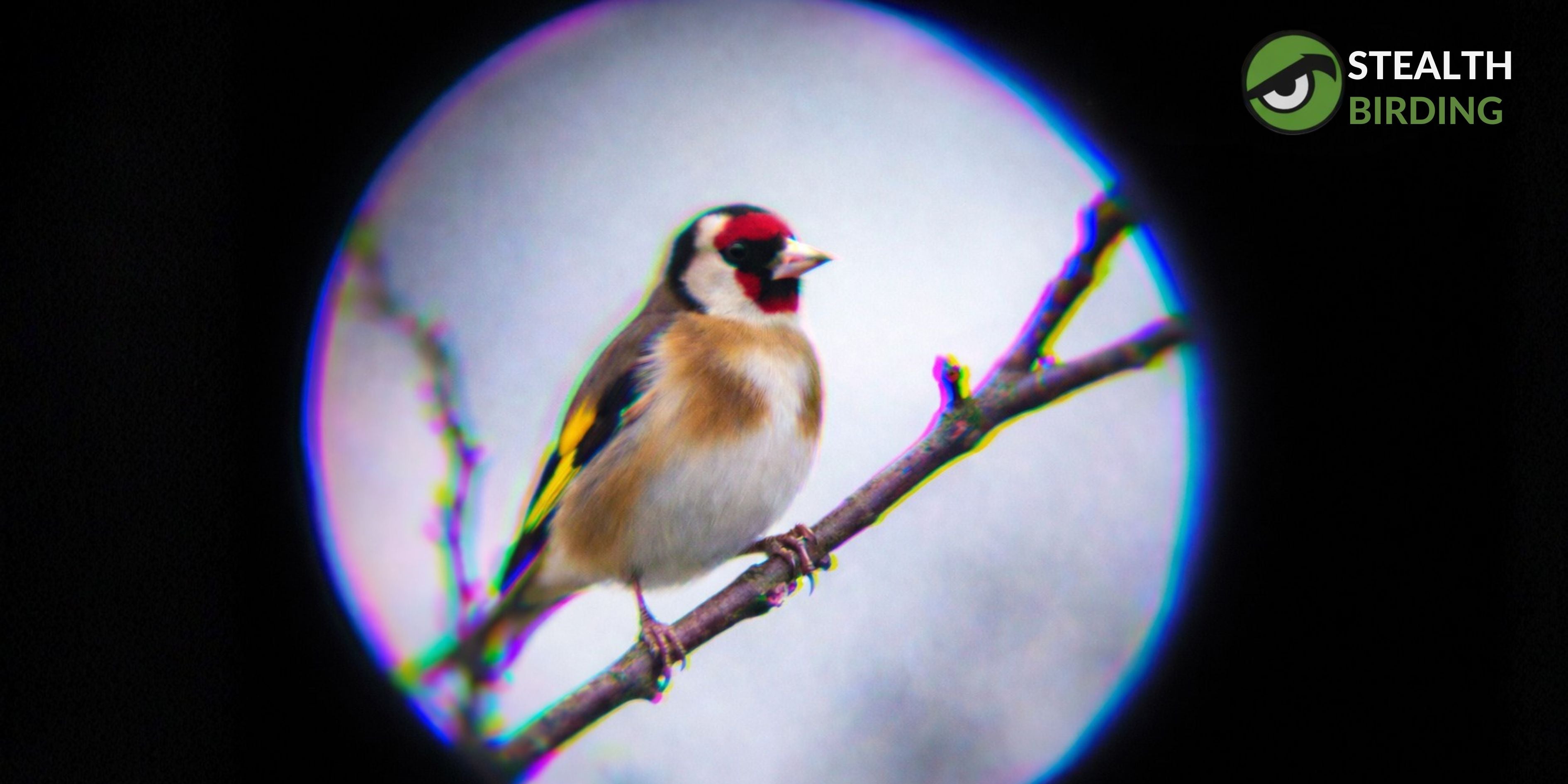 ED vs HD Glass in Binoculars: What’s the Real Difference? – Stealth ...