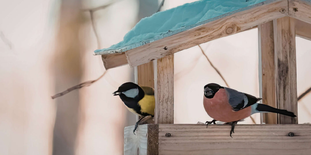 How, Why, and Where to Watch Garden Birds in the UK This Year