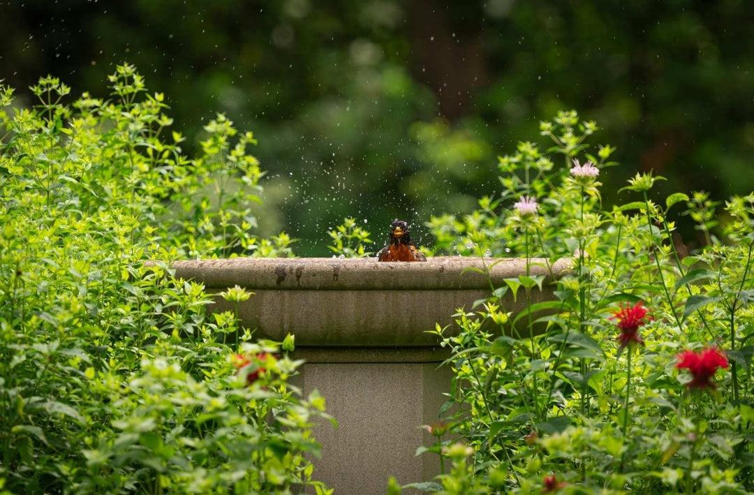 Everything You Need to Know About Backyard Birding in the UK
