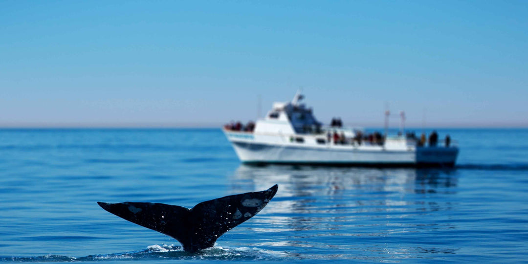 Best Binoculars for Whale Watching in the UK and Around the World