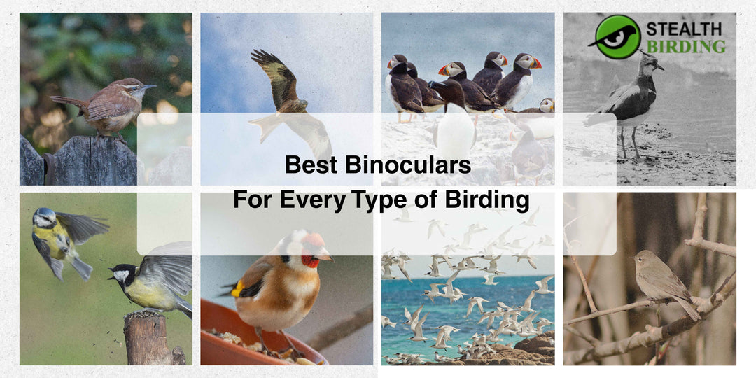 Best Binoculars for Every Type of Bird Watching (From Gardens to Seabirds)