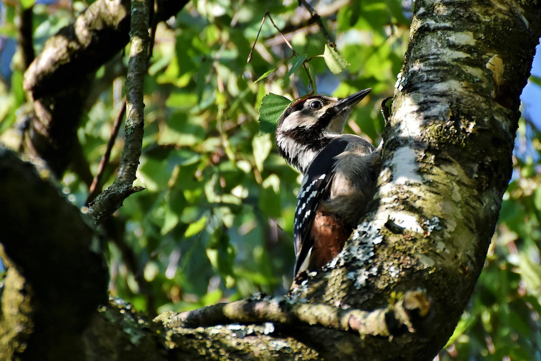 Everything You Need to Know About Bird Hides (and How to Choose the Right One)