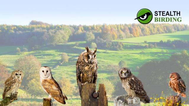 Where and How to Watch Birds of Prey in the UK