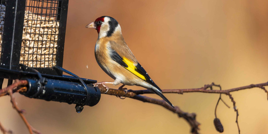 Feeding Birds the Right Way: How to Attract Birds to Your Feeder
