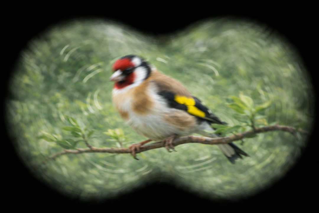 Stabilizing Binoculars: How to Get a Steady, Clear View in the Field