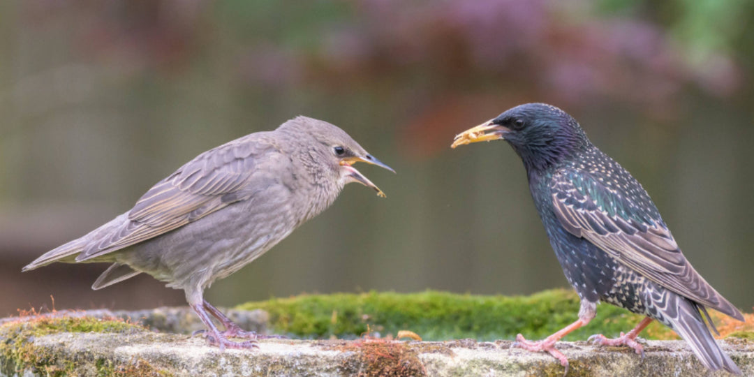 When Are Birds Most Active? Making the Most of Your Birding Opportunities All Year