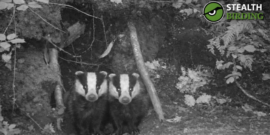 The Best Trail Cameras for Different Types of Animals and Wildlife Viewing