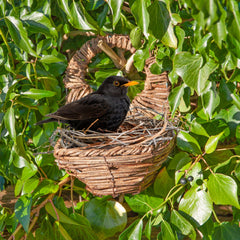 Simon King Blackbird Nester