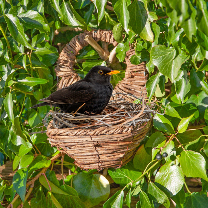 Simon King Blackbird Nester
