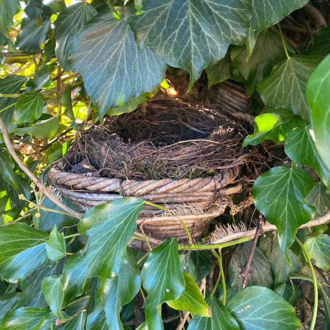 Simon King Blackbird Nester