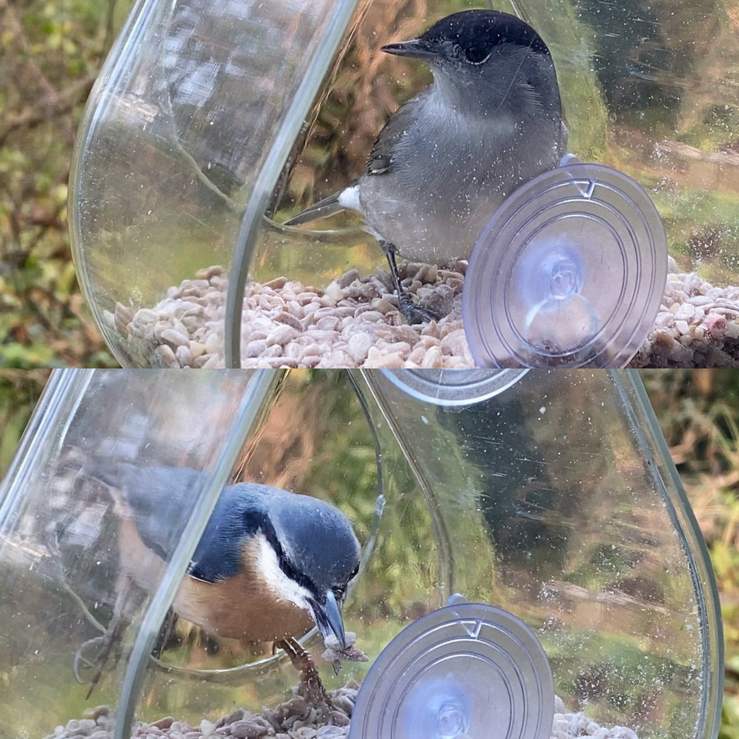 Dewdrop Window Bird Feeder