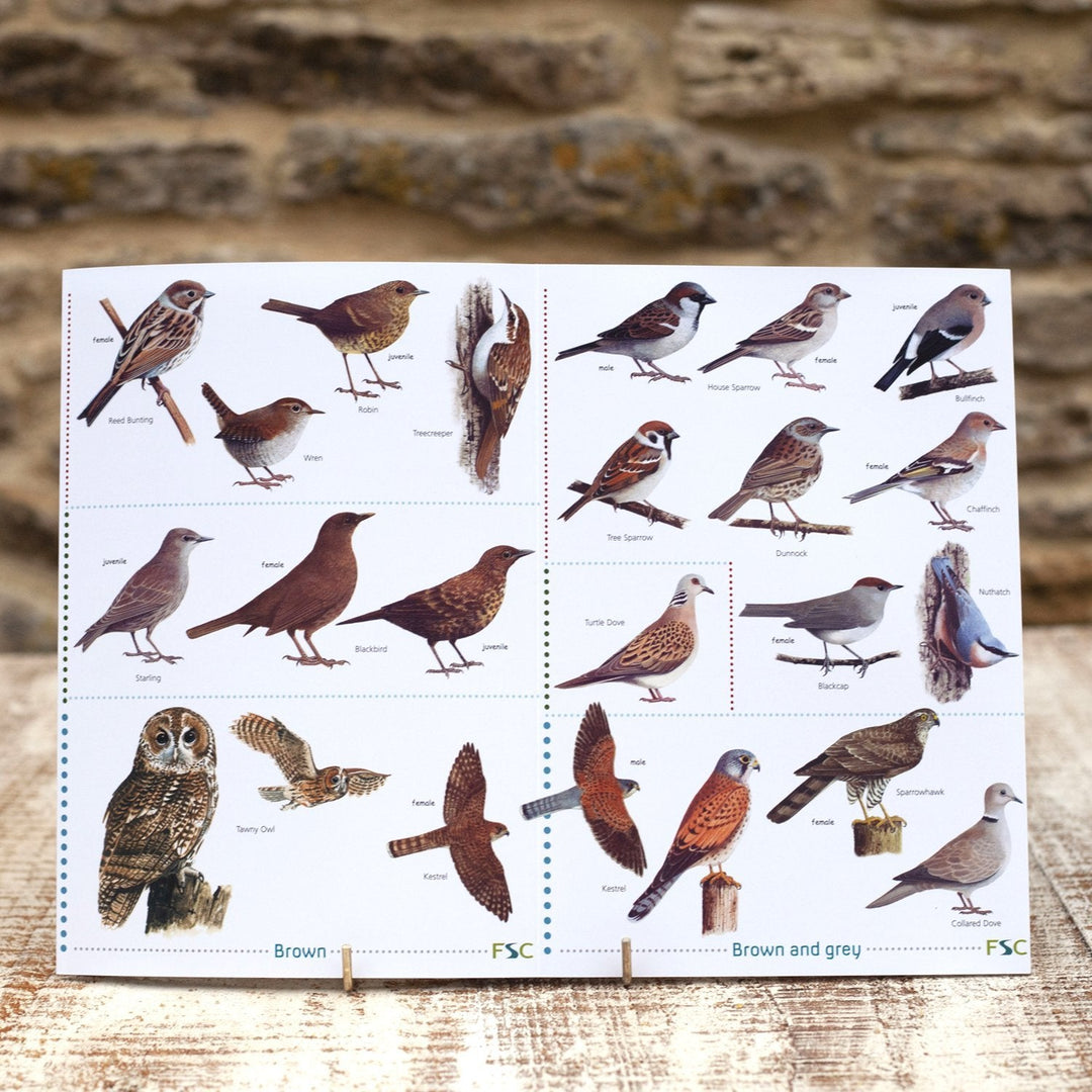 Field Guide - Garden Birds