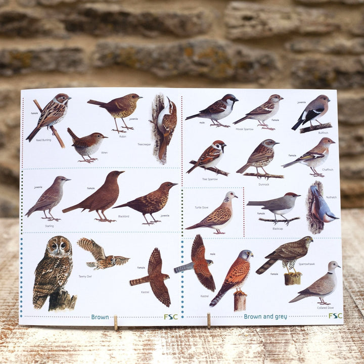 Field Guide - Garden Birds