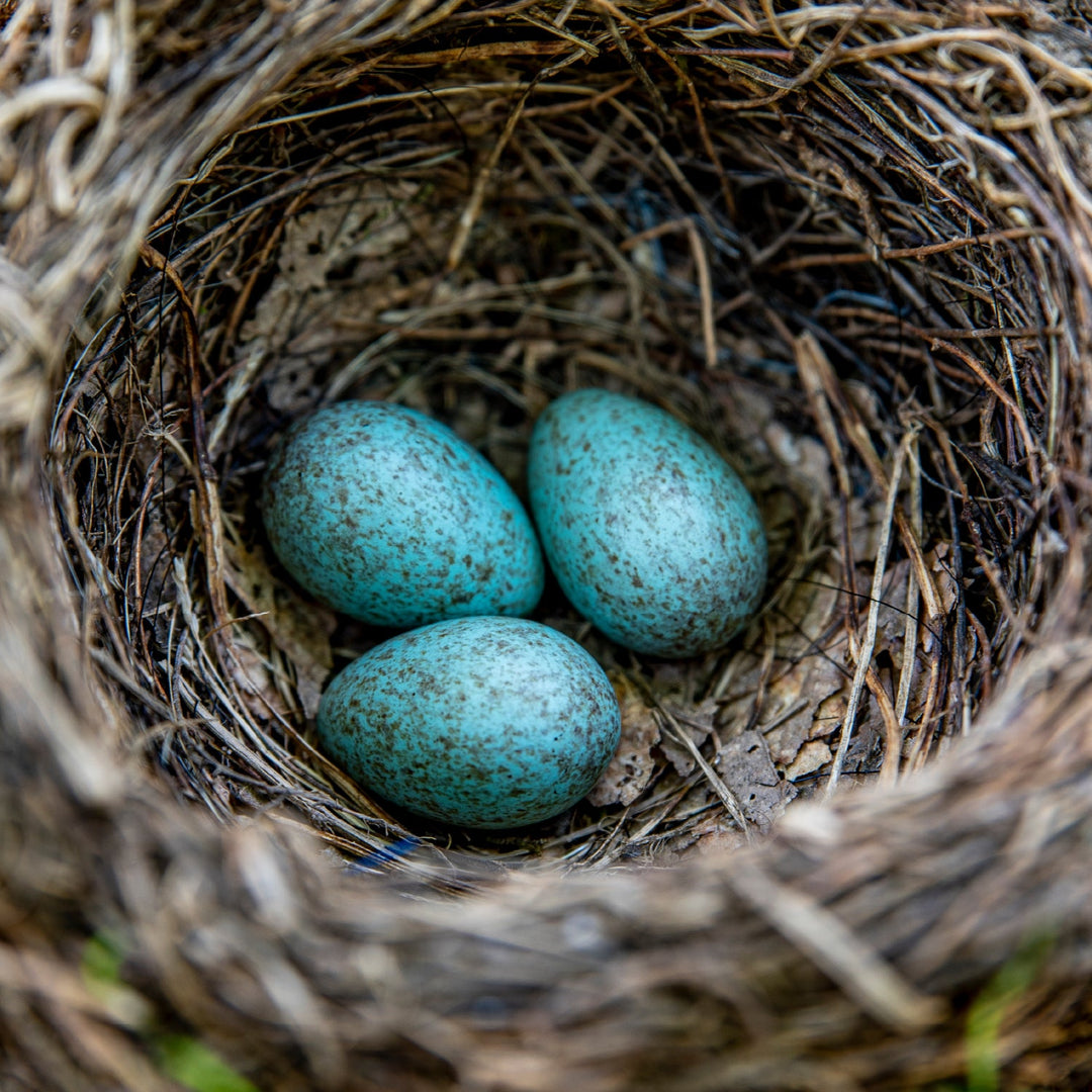 Simon King Blackbird Nester