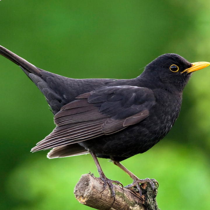 Simon King Blackbird Nester