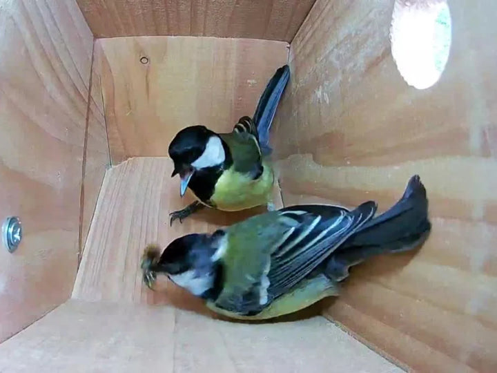 Bird Box HD Camera Complete Pack