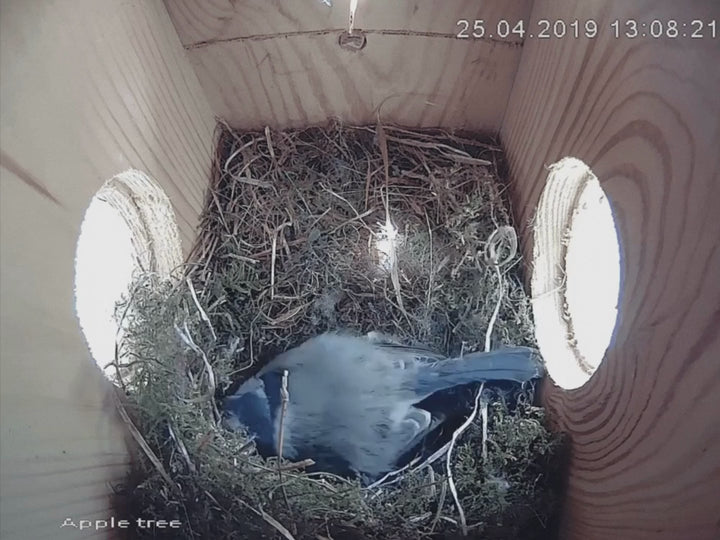 Wifi Bird Box HD Camera Starter Pack