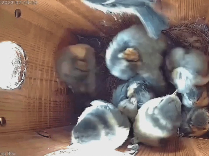 Wifi Bird Box & Wildlife Habitat HD Camera