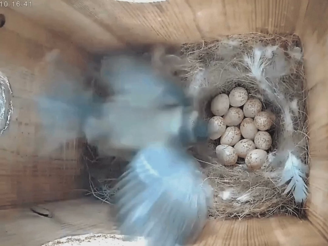 Bird Box & Wildlife Camera with Wireless Transmission