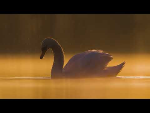 Buteo Photo Gear Floating Hide Grebe II