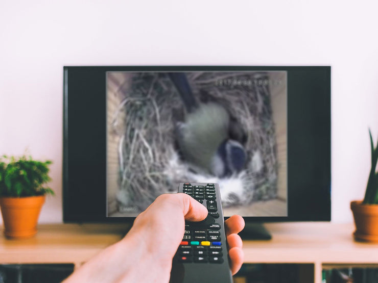 Bird Box Camera TV Cable Connection