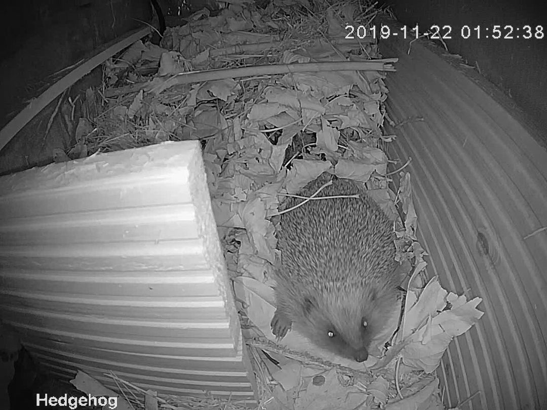 Hedgehog Box Camera Deluxe Bundle WIFI Connection